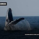 Ballena emergiendo del mar con una aleta levantada