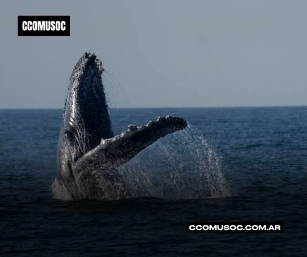 Ballena emergiendo del mar con una aleta levantada