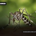 mosquito transmisor de Chikungunya