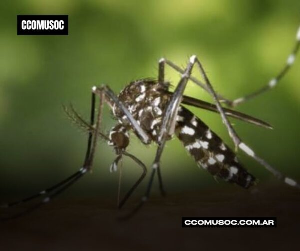 mosquito transmisor de Chikungunya